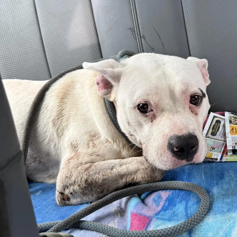 An adult medium-sized male White / Cream Pit Bull Terrier dog named Cassian for adoption in Galveston, TX