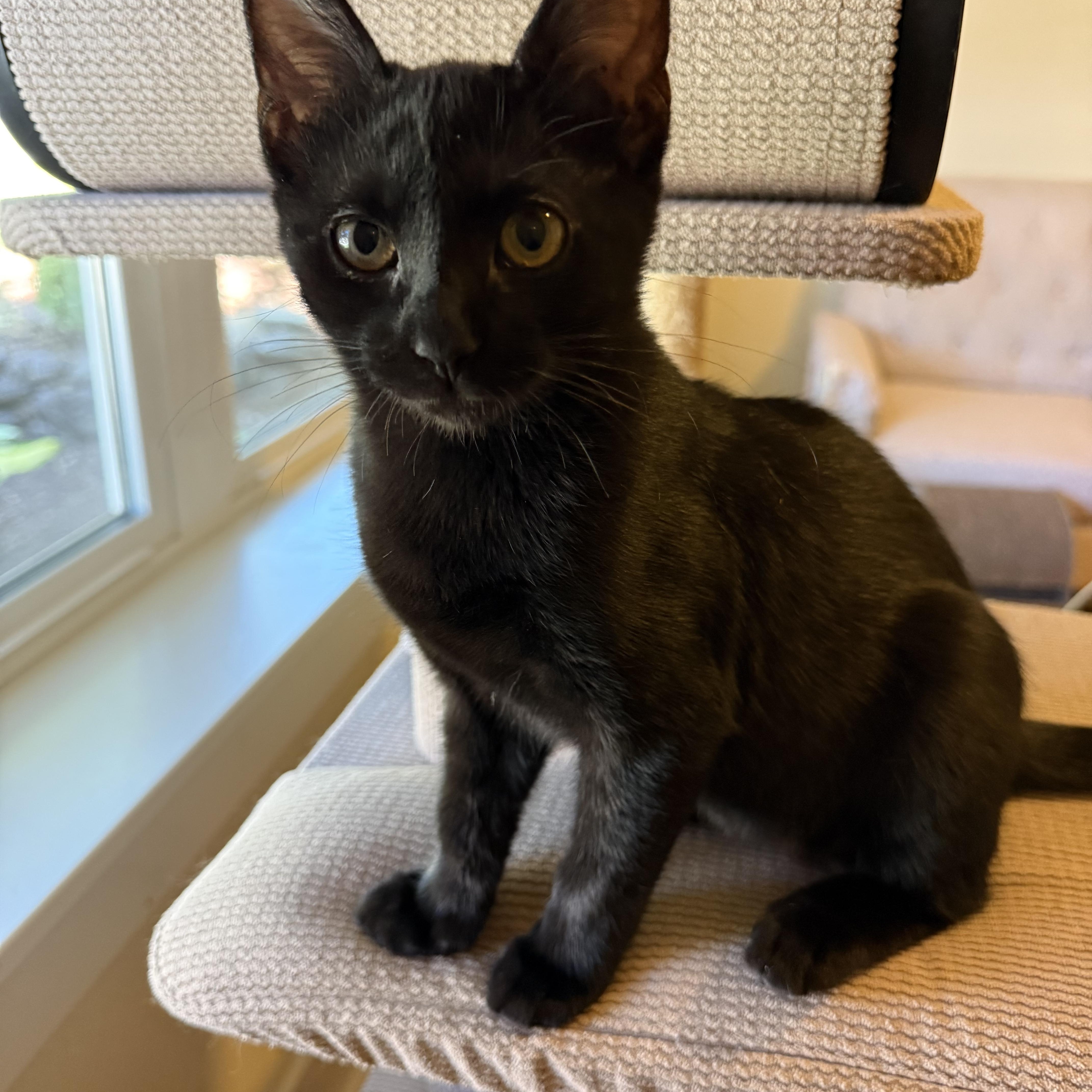 Minxie