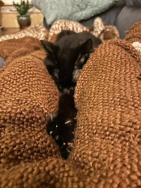 Binx Siegel thumbnail 2