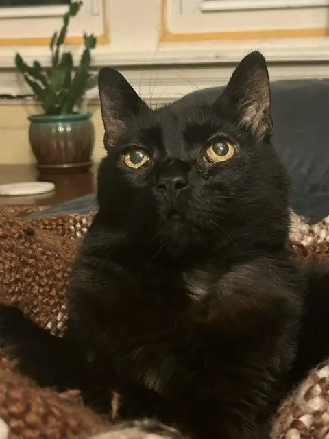 Binx Siegel thumbnail 3