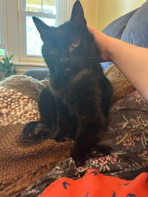 Binx Siegel thumbnail 4