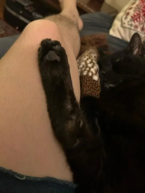 Binx Siegel thumbnail 5