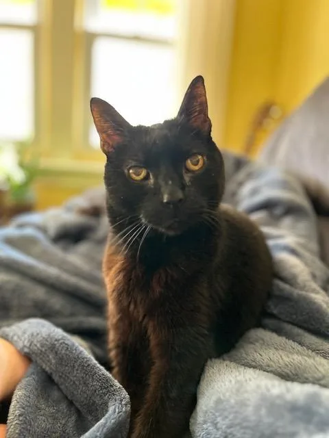 Binx Siegel thumbnail 6