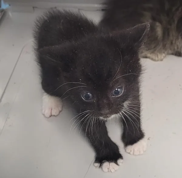 A baby small-sized male Domestic Short Hair cat named Pen   Figgy for adoption in Lawrenceville, GA