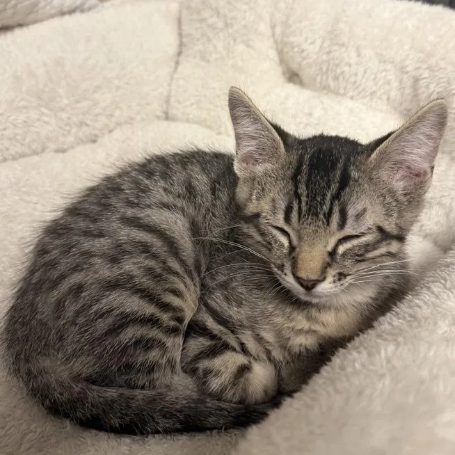 A baby small-sized male Brown / Chocolate Domestic Short Hair cat named Carlisle for adoption in Tempe, AZ