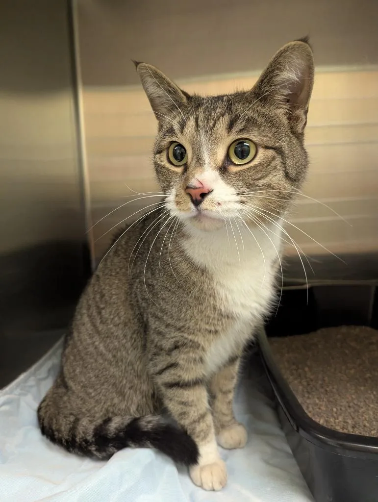 A young medium-sized male Domestic Short Hair cat named Garrett for adoption in La Porte, IN