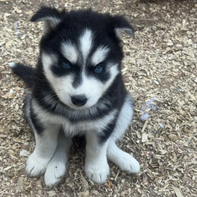 A baby large-sized female Black Husky dog named Tweet for adoption in Fredericksburg, VA