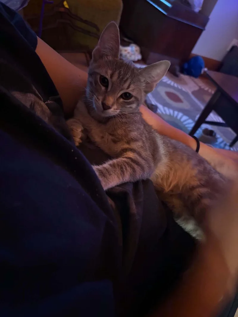 A young small-sized female Tabby (Gray / Blue / Silver) Domestic Short Hair cat named Camry for adoption in Logan, OH
