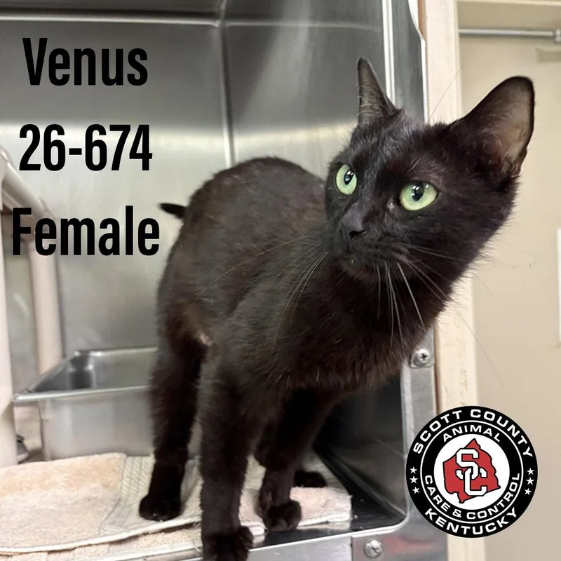 An adult small-sized female Black Domestic Short Hair cat named Venus for adoption in Georgetown, KY