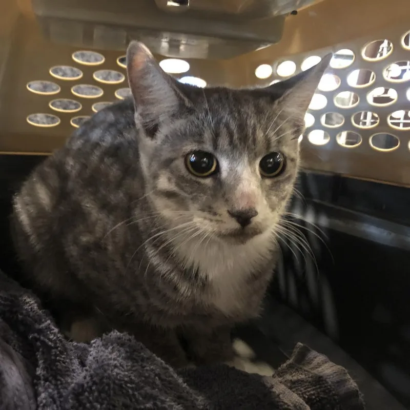 A young small-sized female Gray / Blue / Silver Domestic Short Hair cat named Cardie for adoption in Saint Louis, MO