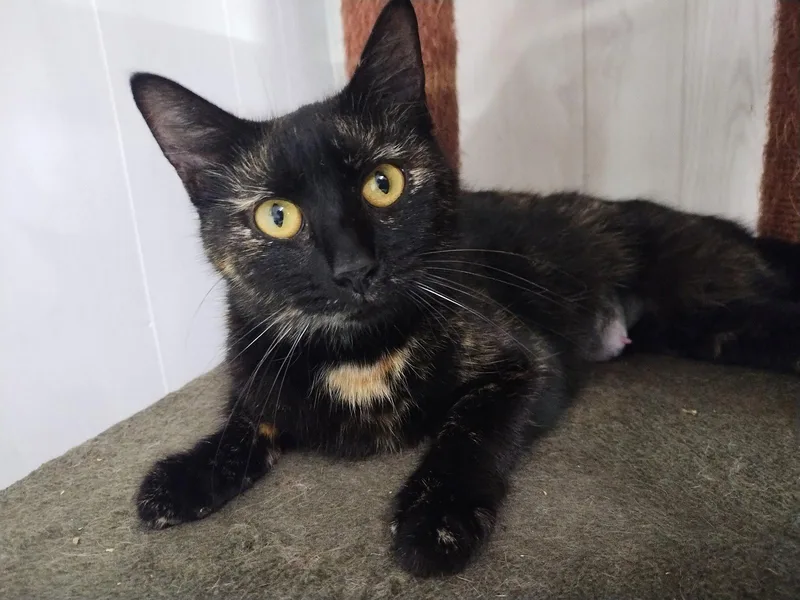 Vanderbilt thumbnail 2