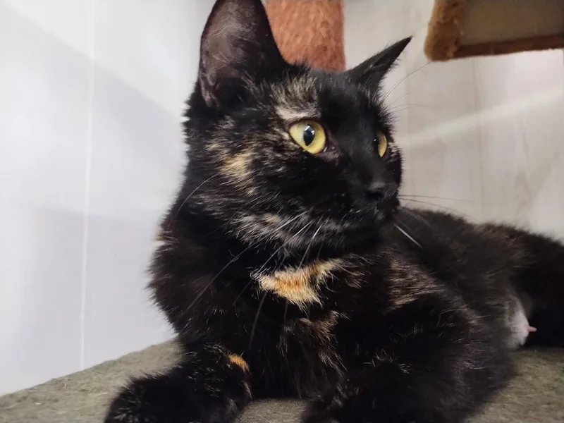 Vanderbilt thumbnail 3