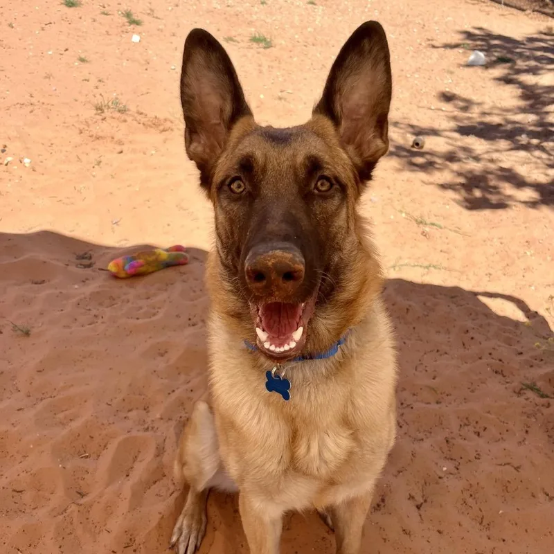 A young large-sized female Brown / Chocolate Belgian Shepherd / Malinois dog named Milly for adoption in Kanab, UT