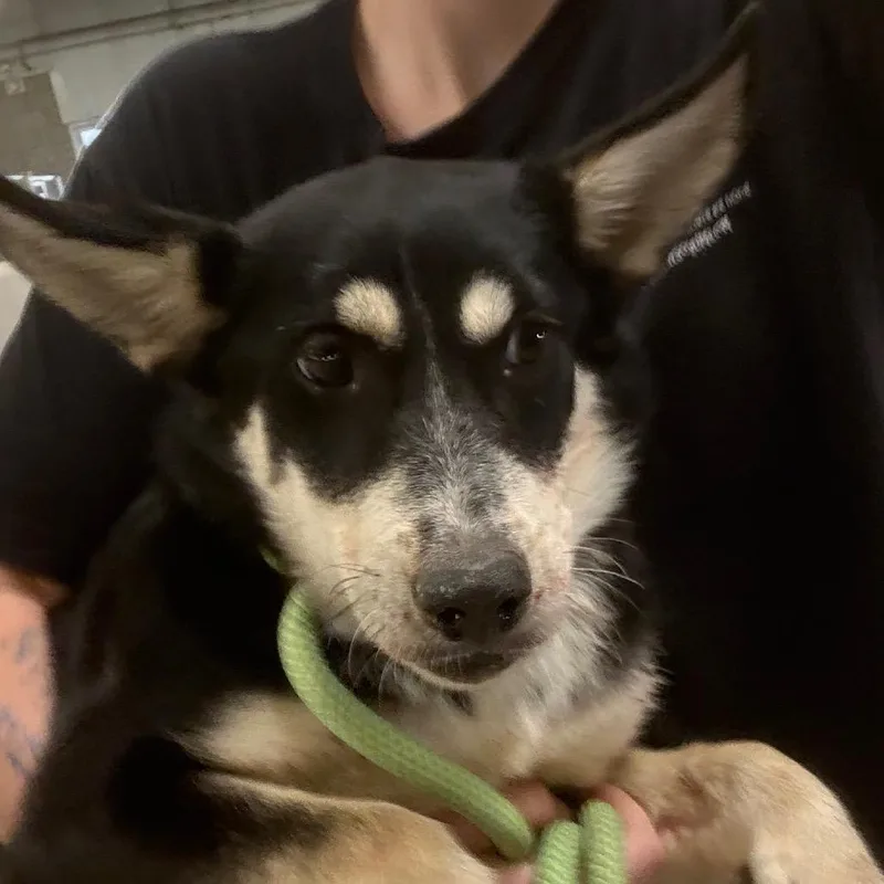 A baby small-sized female Black Husky dog named Ava for adoption in Yuma, AZ