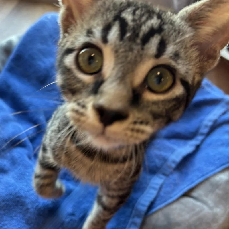 A young medium-sized male Tabby (Brown / Chocolate) Domestic Short Hair cat named Monkey for adoption in Sierra Vista, AZ