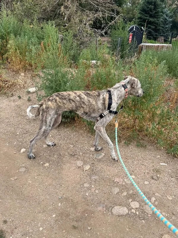 An adult medium-sized female Gray / Blue / Silver Mixed Breed dog named Jackalope for adoption in Fort Collins, CO