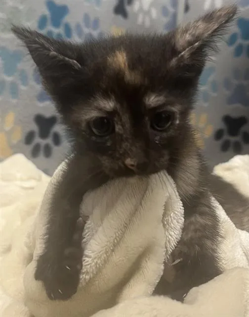 A baby small-sized female Domestic Short Hair cat named Hannah for adoption in Rosenberg, TX