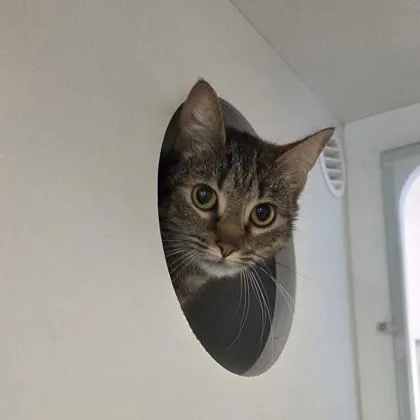 An adult medium-sized female Domestic Short Hair cat named Zenni for adoption in Voorhees, NJ