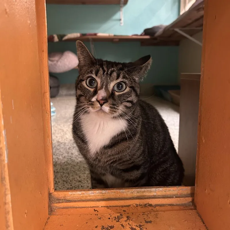 An adult large-sized male Brown / Chocolate Domestic Short Hair cat named Aspen for adoption in Fresno, CA