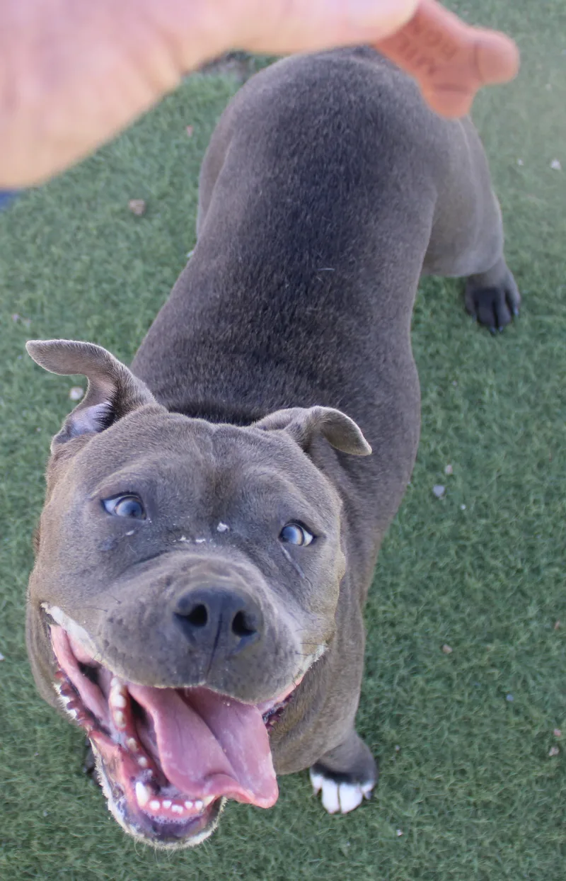 An adult medium-sized female American Staffordshire Terrier dog named Velma for adoption in Wasco, CA