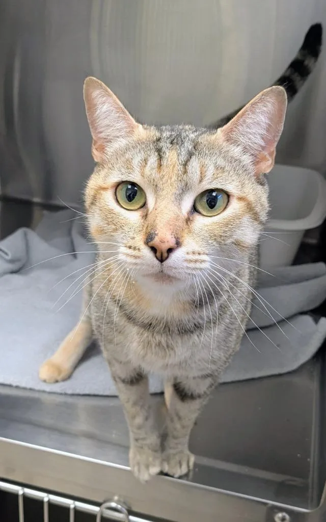 A young medium-sized female Domestic Short Hair cat named Tulip for adoption in Madison, GA