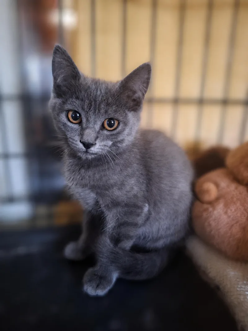 A baby medium-sized female Gray / Blue / Silver Russian Blue cat named Zoey Grey for adoption in Fresno, CA