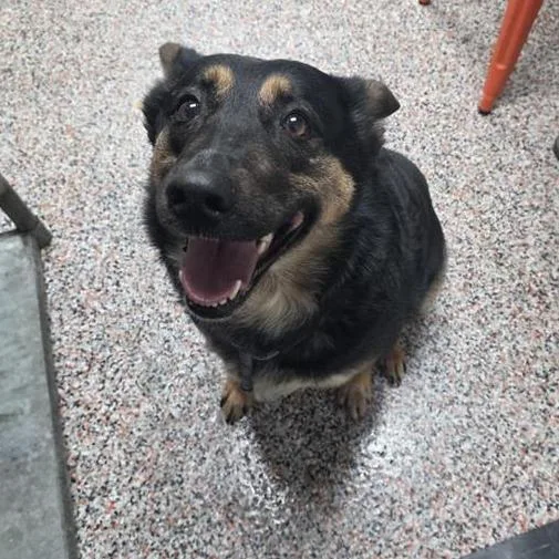 A young medium-sized female Brown / Chocolate Mixed Breed dog named Gianna for adoption in Salt Lake City, UT