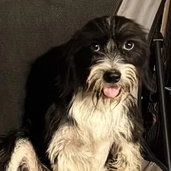 A young small-sized male Black Shih Tzu dog named Dash for adoption in Midland, TX