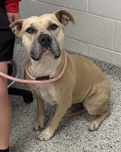 An adult large-sized female Yellow / Tan / Blond / Fawn Pit Bull Terrier dog named Ariel for adoption in Kansas City, MO