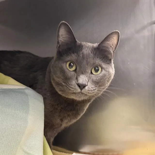 An adult medium-sized male Domestic Short Hair cat named Jango for adoption in Las Vegas, NV