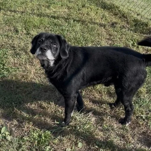 A senior large-sized male Black Labrador Retriever dog named Reuben for adoption in Minneapolis, MN