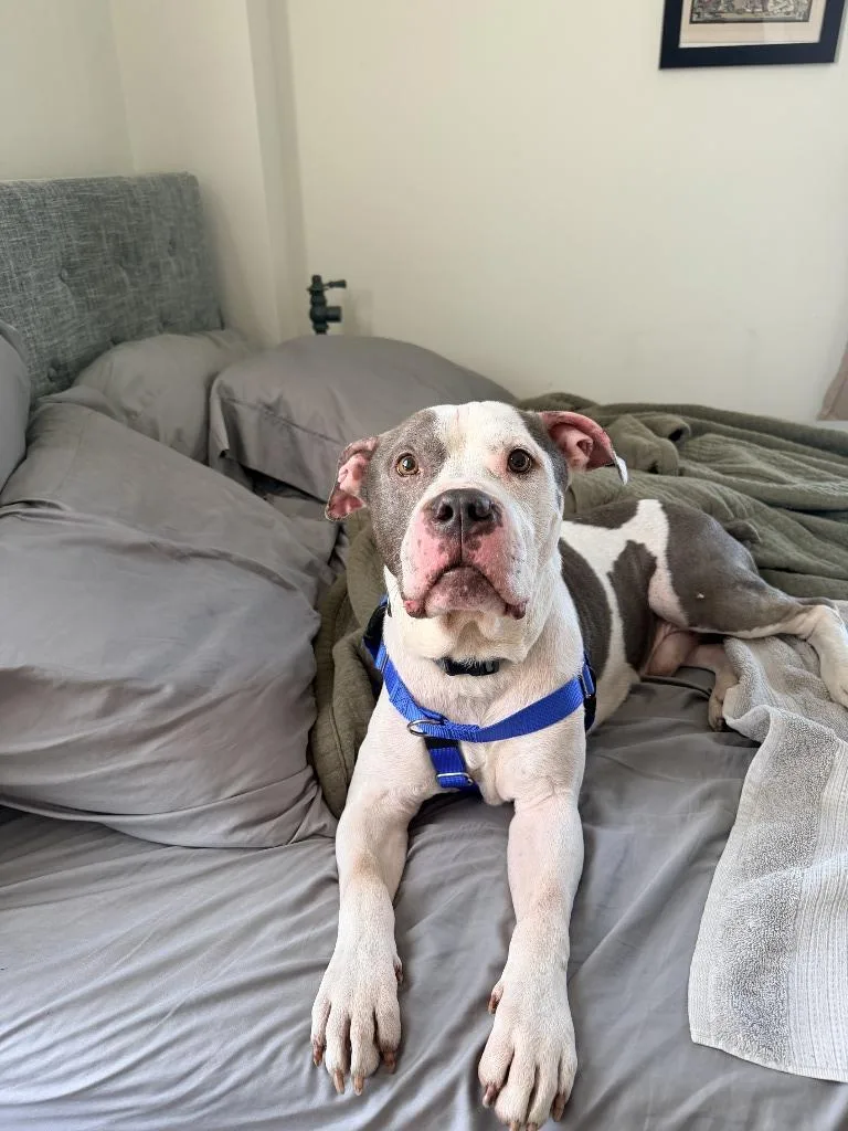 An adult medium-sized male Mixed Breed dog named Glint for adoption in Detroit, MI