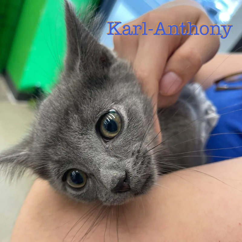 A young medium-sized male Gray / Blue / Silver Domestic Short Hair cat named Karlanthony for adoption in Spring Lake, NJ