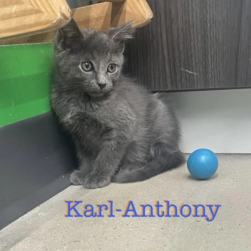 Karlanthony thumbnail 2