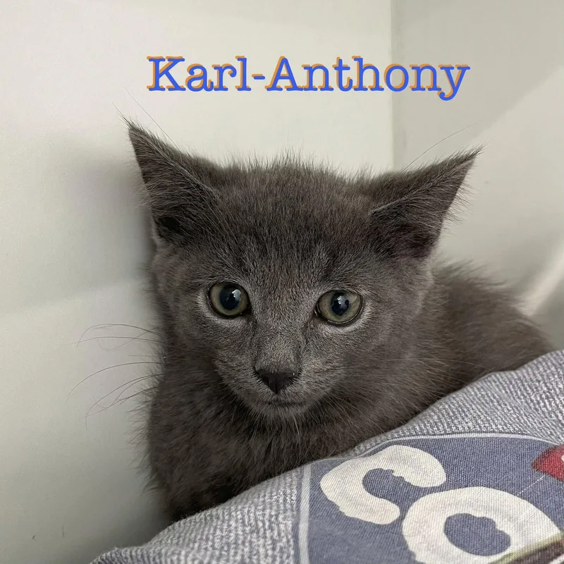 Karlanthony thumbnail 3