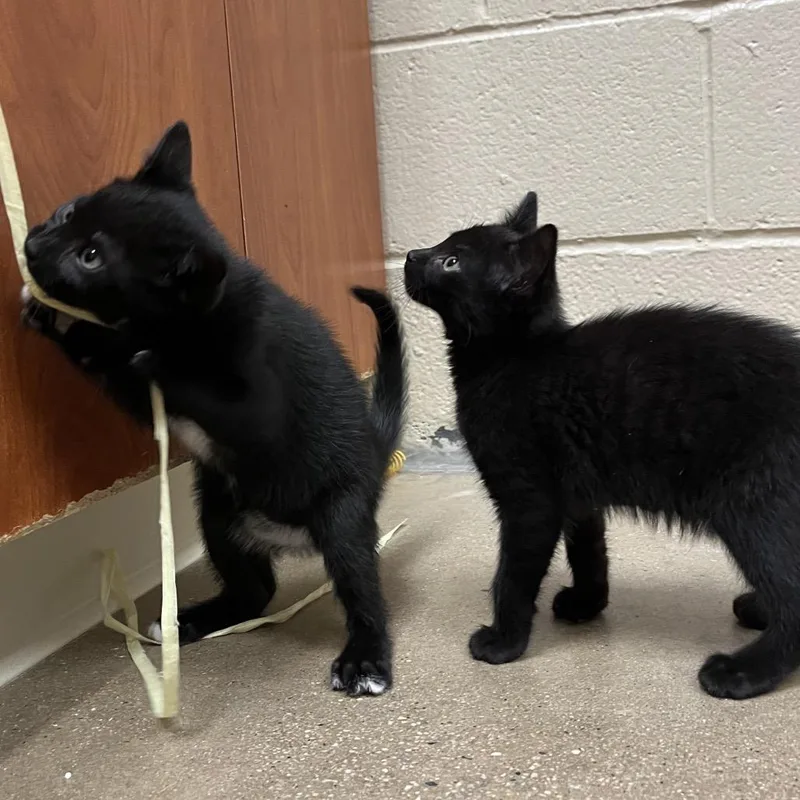A baby small-sized female Black Domestic Short Hair cat named Snorkel Sally for adoption in York, PA