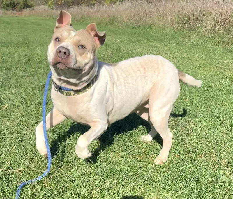 An adult medium-sized female Pit Bull Terrier dog named Elvira for adoption in Allegan, MI