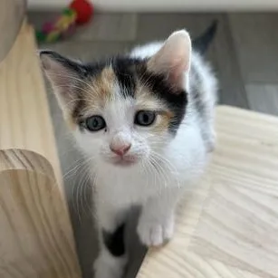 A baby medium-sized female Calico Domestic Medium Hair cat named Pippa for adoption in Liverpool, TX