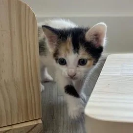 Pippa thumbnail 4
