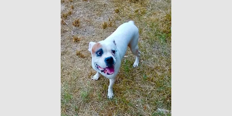 A senior medium-sized male White / Cream Boxer dog named Tyson XII for adoption in Hewitt, TX