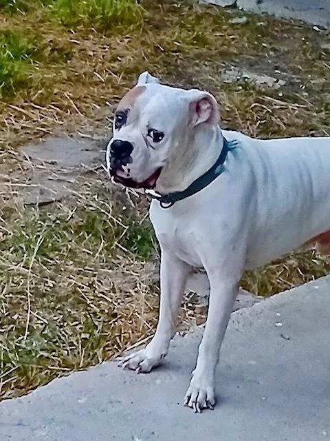 Tyson XII thumbnail 4
