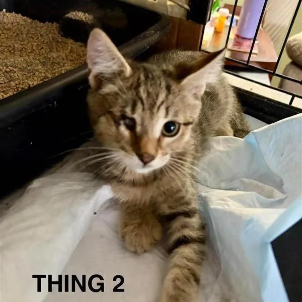A baby small-sized male Brown / Chocolate Domestic Short Hair cat named Thing Two for adoption in Pasadena , MD