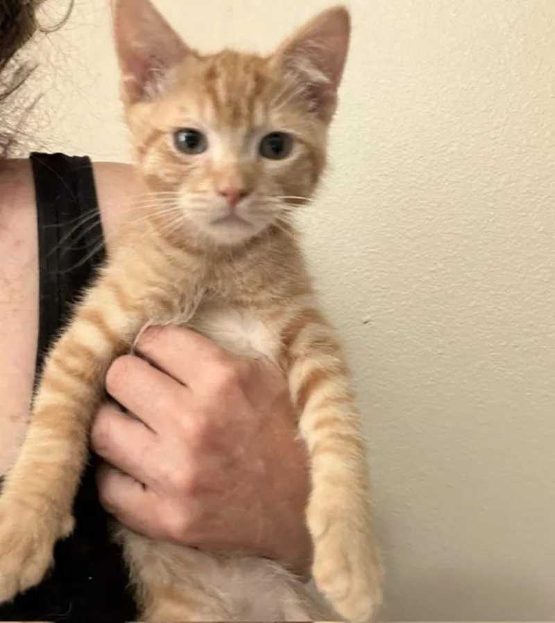 A baby medium-sized male Orange & White Tabby cat named Baby Weston for adoption in Albertville, MN