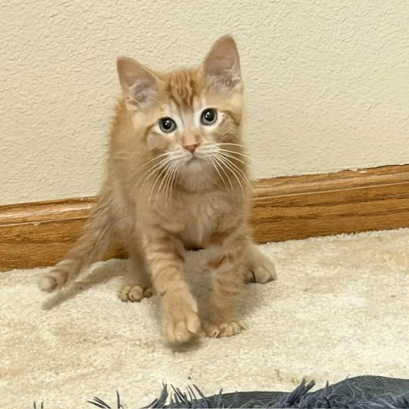 Baby Weston thumbnail 2