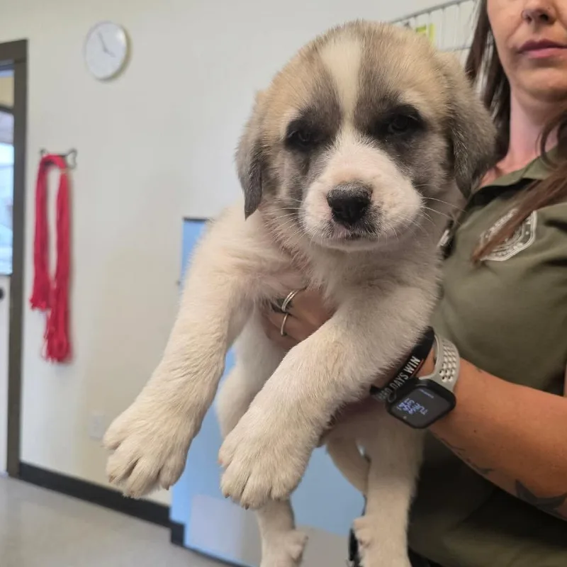Lola Bean Dfw