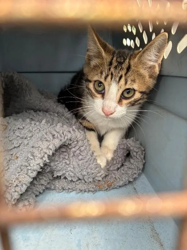 A young medium-sized male Tabby (Buff / Tan / Fawn) Domestic Short Hair cat named Aiden for adoption in Mobile, AL