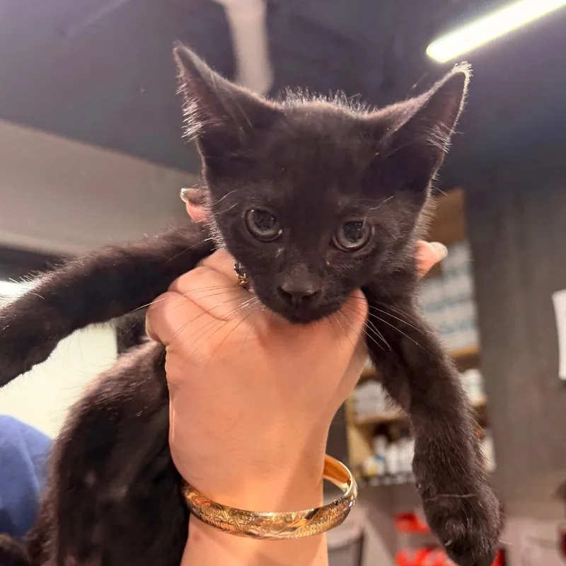 A baby small-sized male Domestic Short Hair cat named Jackson for adoption in Tampa, FL