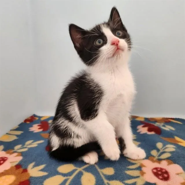 A baby medium-sized male Domestic Short Hair cat named Buoy for adoption in Leesburg, VA