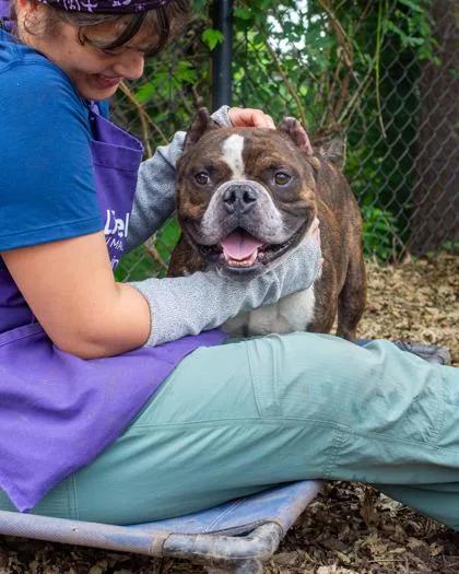 An adult large-sized male Mixed Breed dog named Flemming for adoption in Chamblee, GA