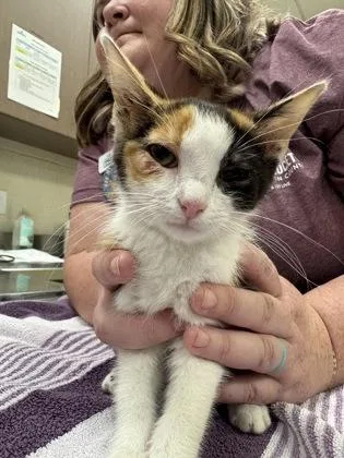 A baby small-sized female Domestic Long Hair cat named Wanda for adoption in Fishers, IN